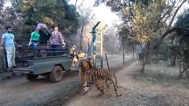 Tiger jumps on Meat Wow!