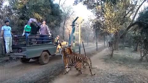 Tiger jumps on Meat Wow!