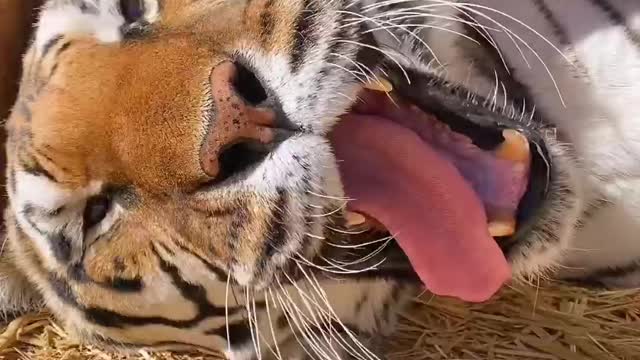 tiger wakes up