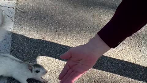 A Pair of Adorable Pale Squirrels