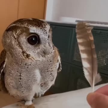Daily Happy Video (12) - ADORABLE OWL HAS A LOOSE FEATHER ;) - HAVE A GREAT DAY FOLKS!!