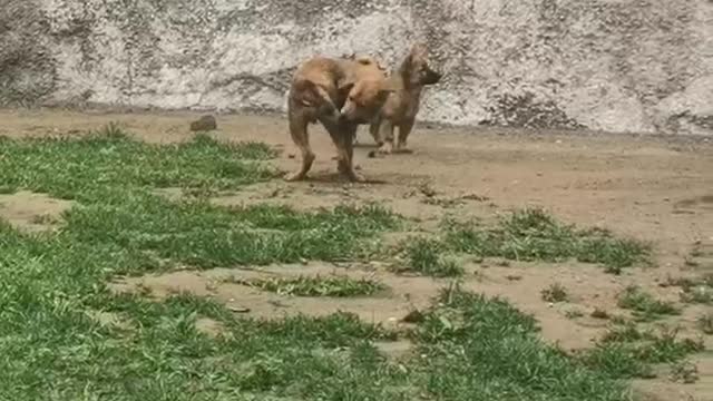 two dogs
