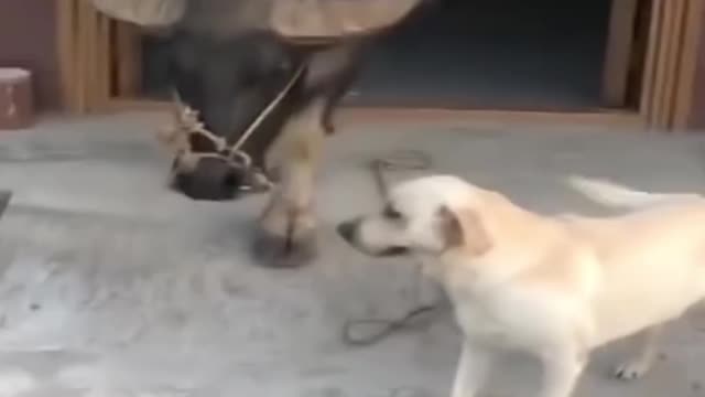 Dog VS Bull - UrPetsHouse