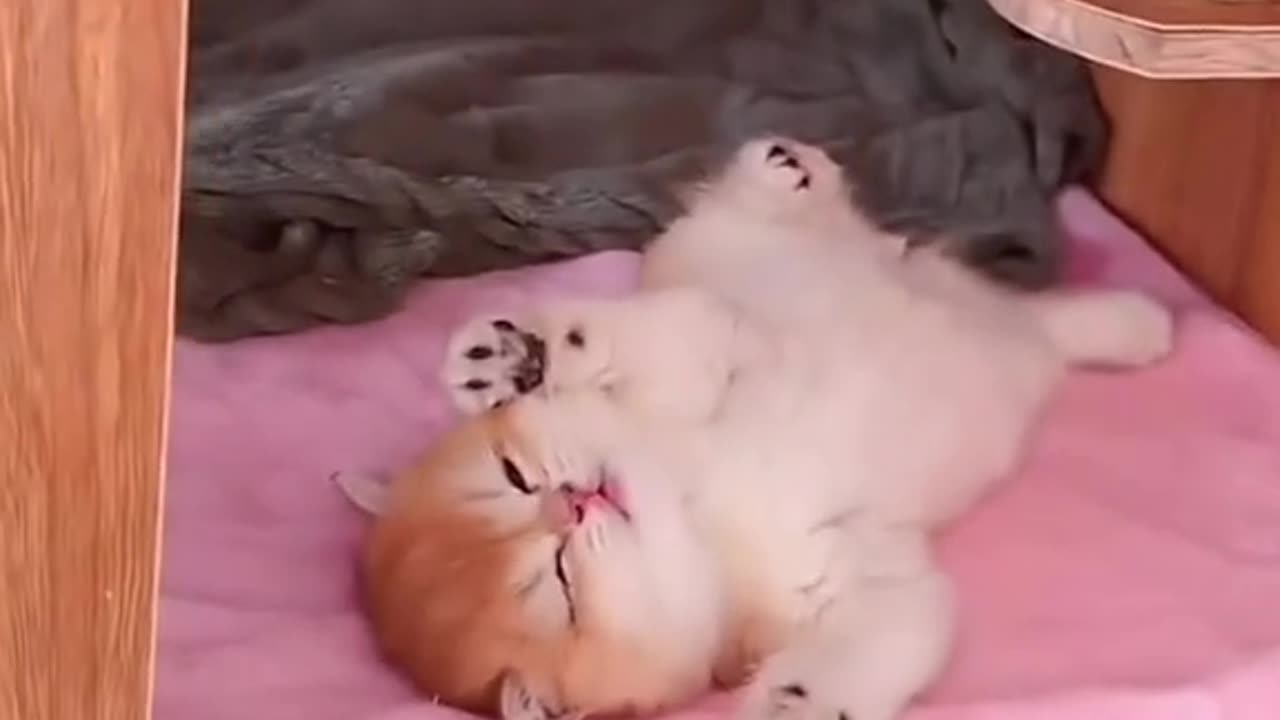 Funny cat