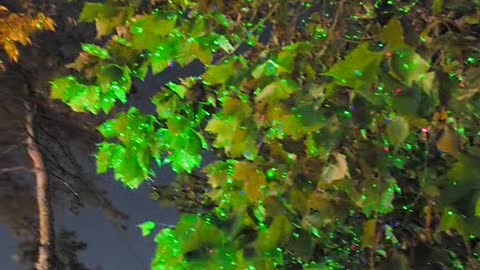 Twinkling lights on the trees