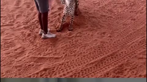 Cheetah Interacting With Human