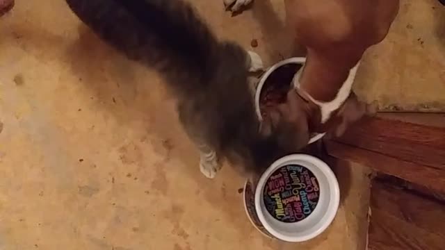 Cat And Dog Duke It Out Over Single Food Bowl