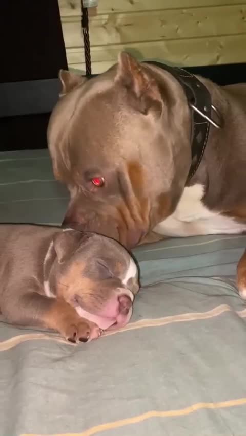 Father's love ❤️Отцовская любовь ❤️