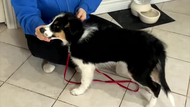3 Things You Should Teach To Your Puppy - Puppy Training