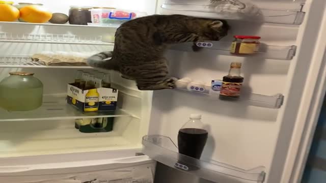 Smart Kitty Keeps Climbing Fridge Shelves