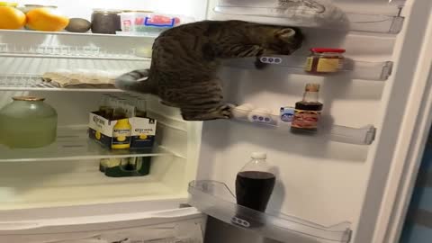 Smart Kitty Keeps Climbing Fridge Shelves