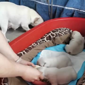 She wants to raise duck baby with her babies ❤