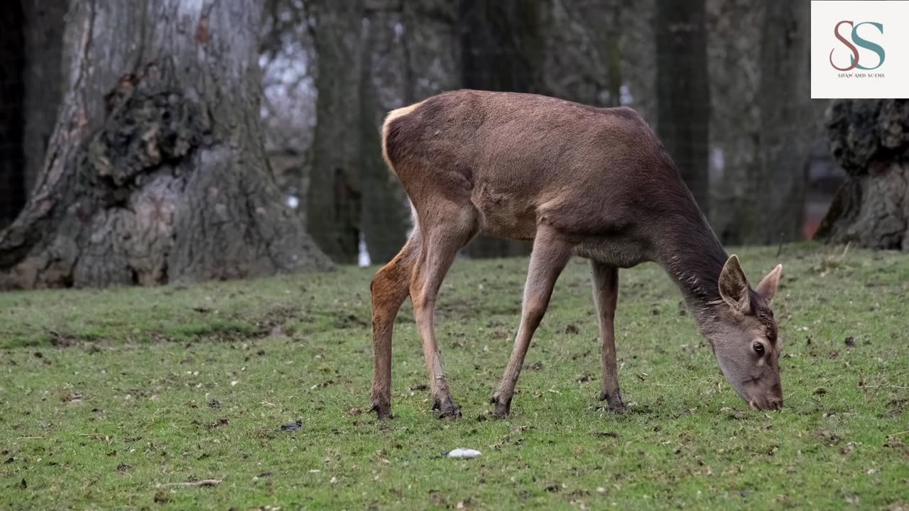 Deer Eating Grass in Jungle