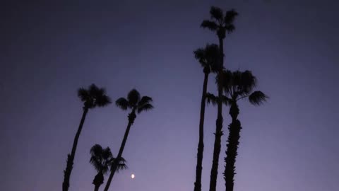 Palm trees at night