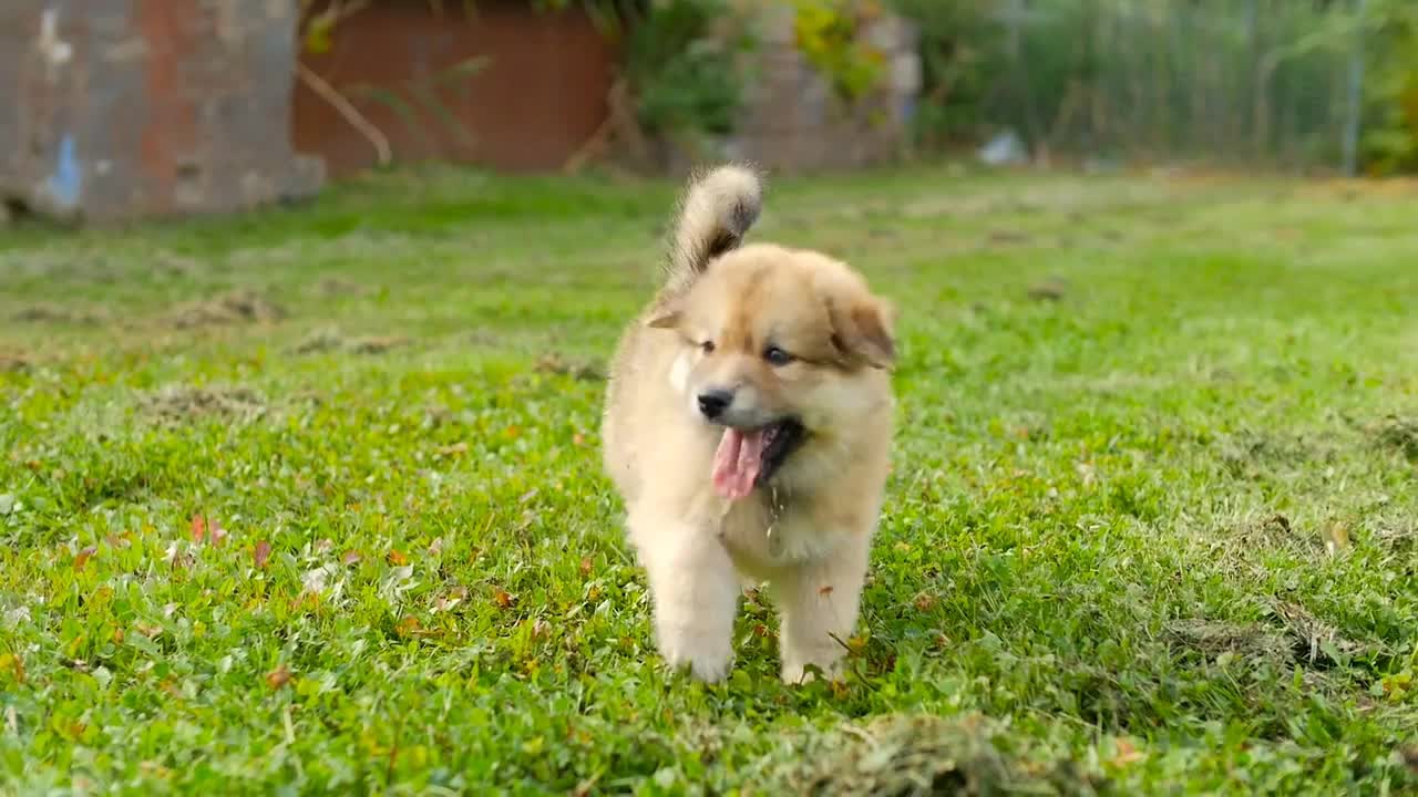 Adorable Tired Puppy Dog Outside On Grass Still Wants To Play