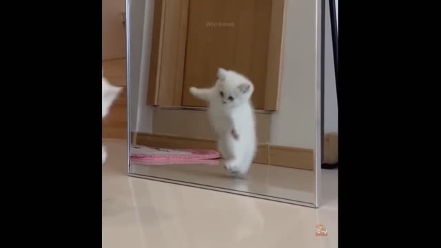 funny dogs and cats