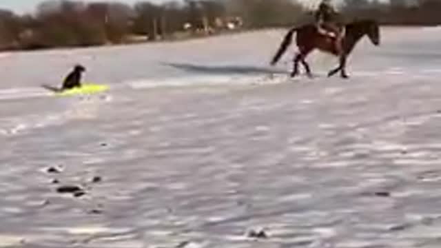 Dizzy Dean the Border Collie goes on sledding ride pulled by horse