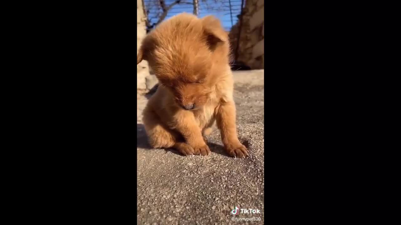 funny animals the coolest animals are here