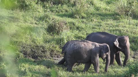 wild Eliphants