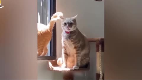 Funny cats vedios. Must watch