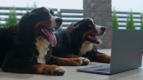 Lindos cães no computador