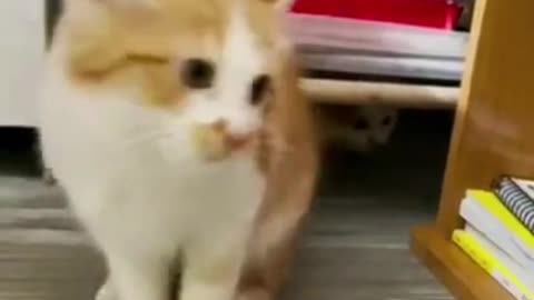 😂Best Cat Video 2022 ! Funny Animal Videos🐱