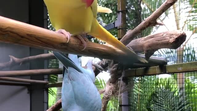 They are smart birds