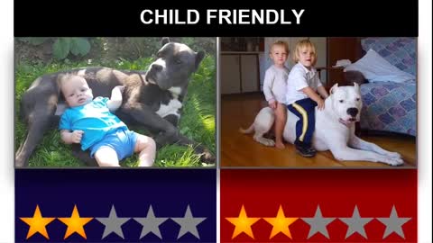 Cane corso vs dogo argentino