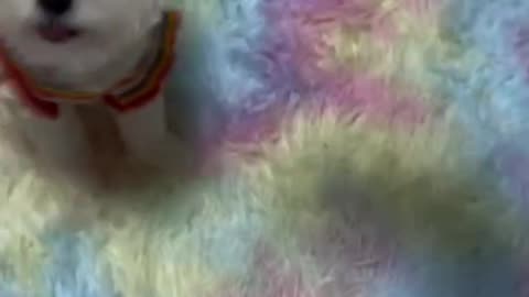 cute dog playing