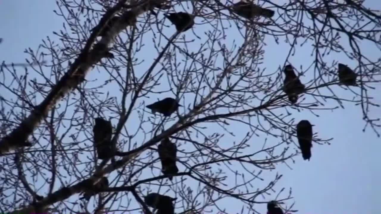 bird sounds to sleep