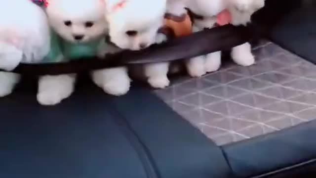 Baby Dogs Very Cute Puppy Car Driving Video