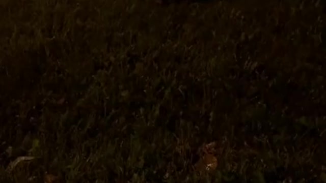 Taking pictures of stray dogs on the roadside at night
