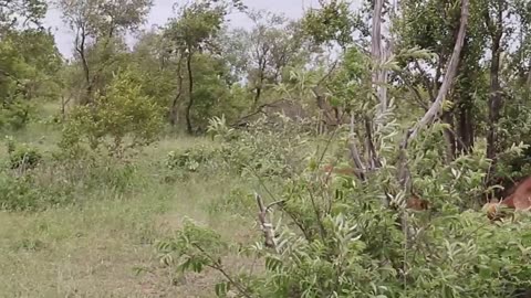 Impala Rams Fighting