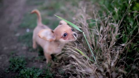 small puppy of chihuahua for the first time on a walk