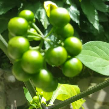 my friend call green ball flowers