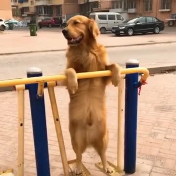 Dog play like little child it's very cute