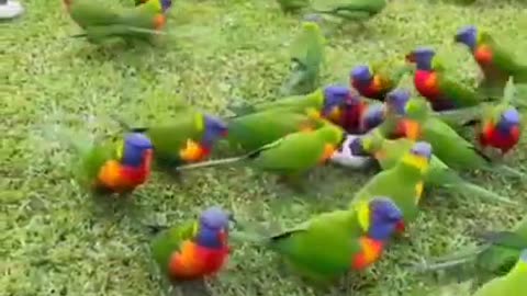 cute birds video # birds 🐦 videos #shorts # .love birds# funny birds video