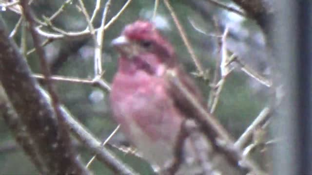 Purple Finch