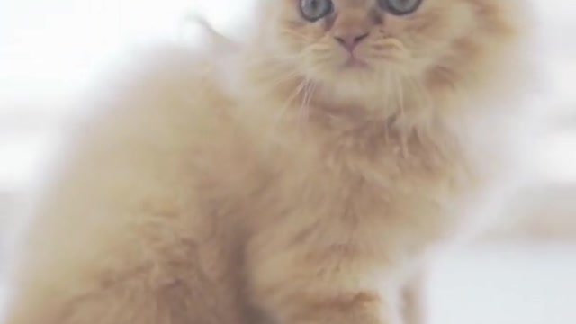 funny video of cat i shorts size