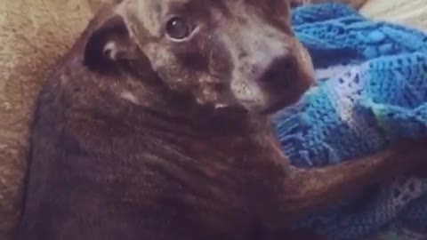Sasha dog doesnt want bath