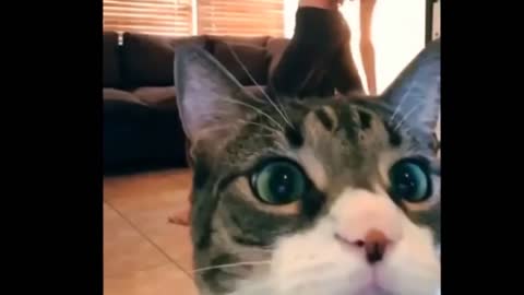 Funny Cat puts her hands up