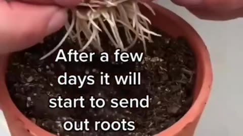 Growing Onions