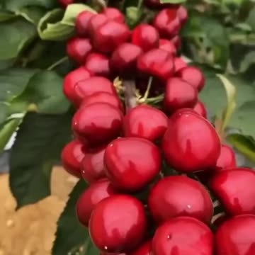 Gigantic cherries 😱