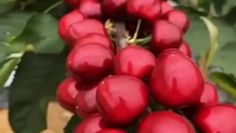 Gigantic cherries 😱