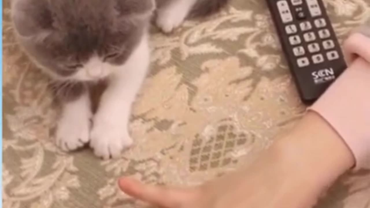Cute cats videos _ Funny Animal Videos _ Try not to laugh #shorts