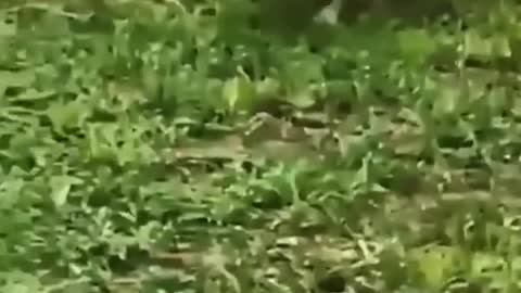 Cute Baby Cat Videos || Baby Cats - Cute and Funny Cat Videos Compilation || Funny Animal Videos