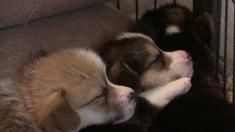 3 Welsh Corgi Puppies, Sleeping, Part 2