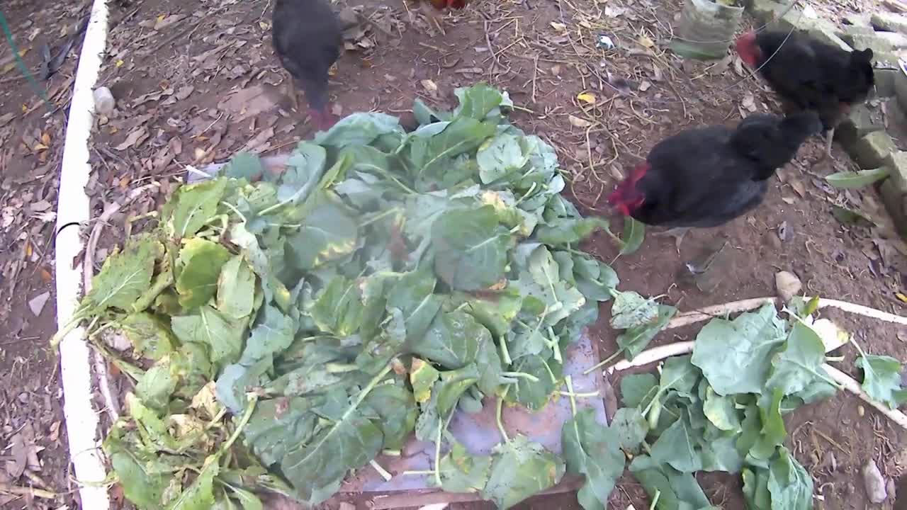 Chicken π loves vegetable leaves πChicken π loves vegetable leaves π