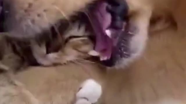 Funny and Cute DOG Videos Compilation,🐕🐕