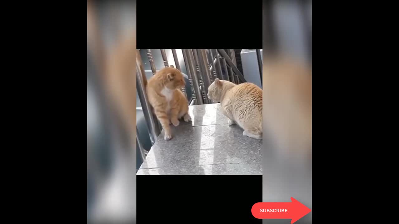 Cats Playing at Flying